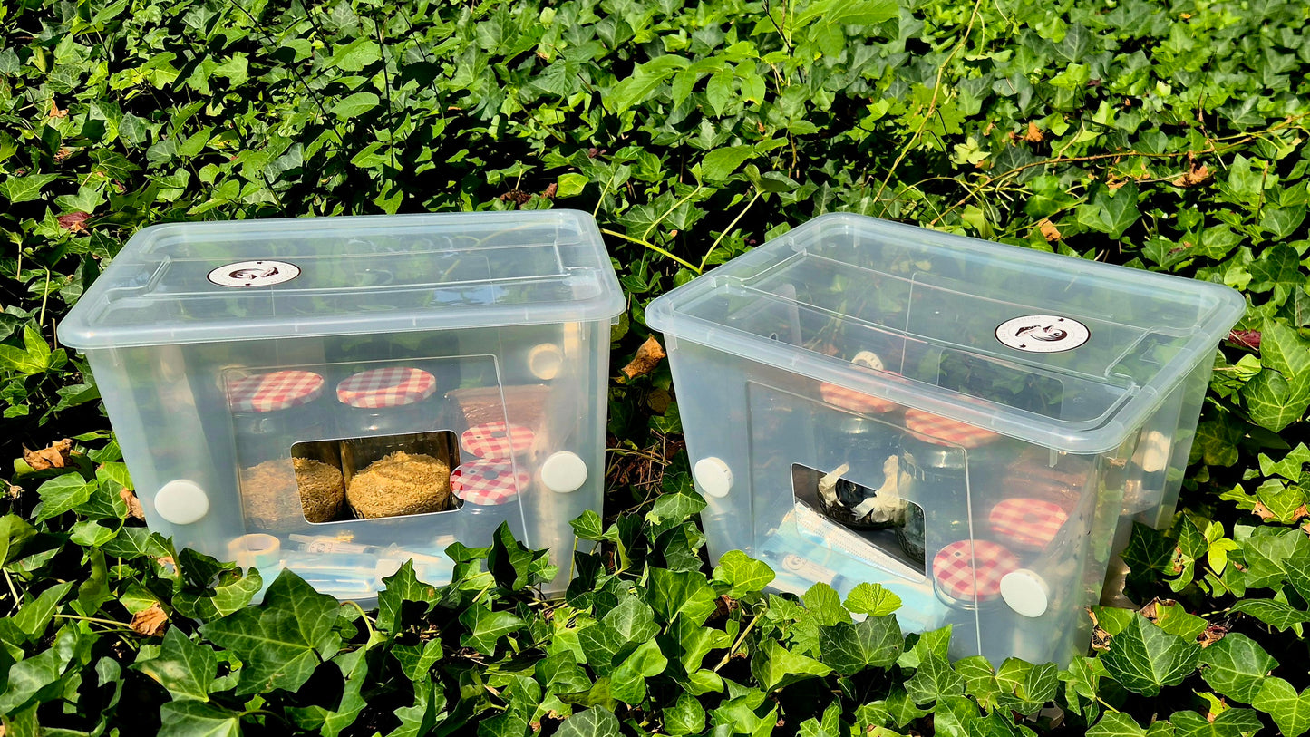Double Mushroom Starter Kit