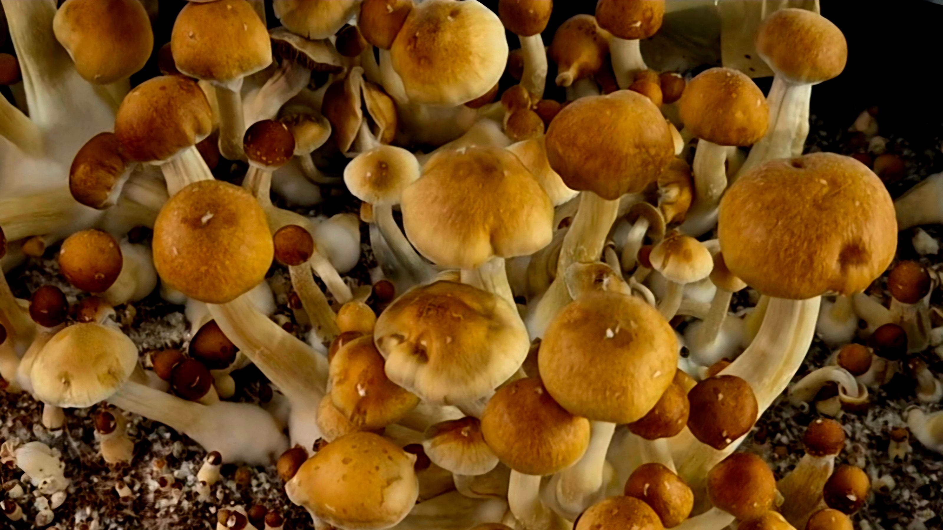 Golden Teacher growing on coco coir substrate in a monotub.