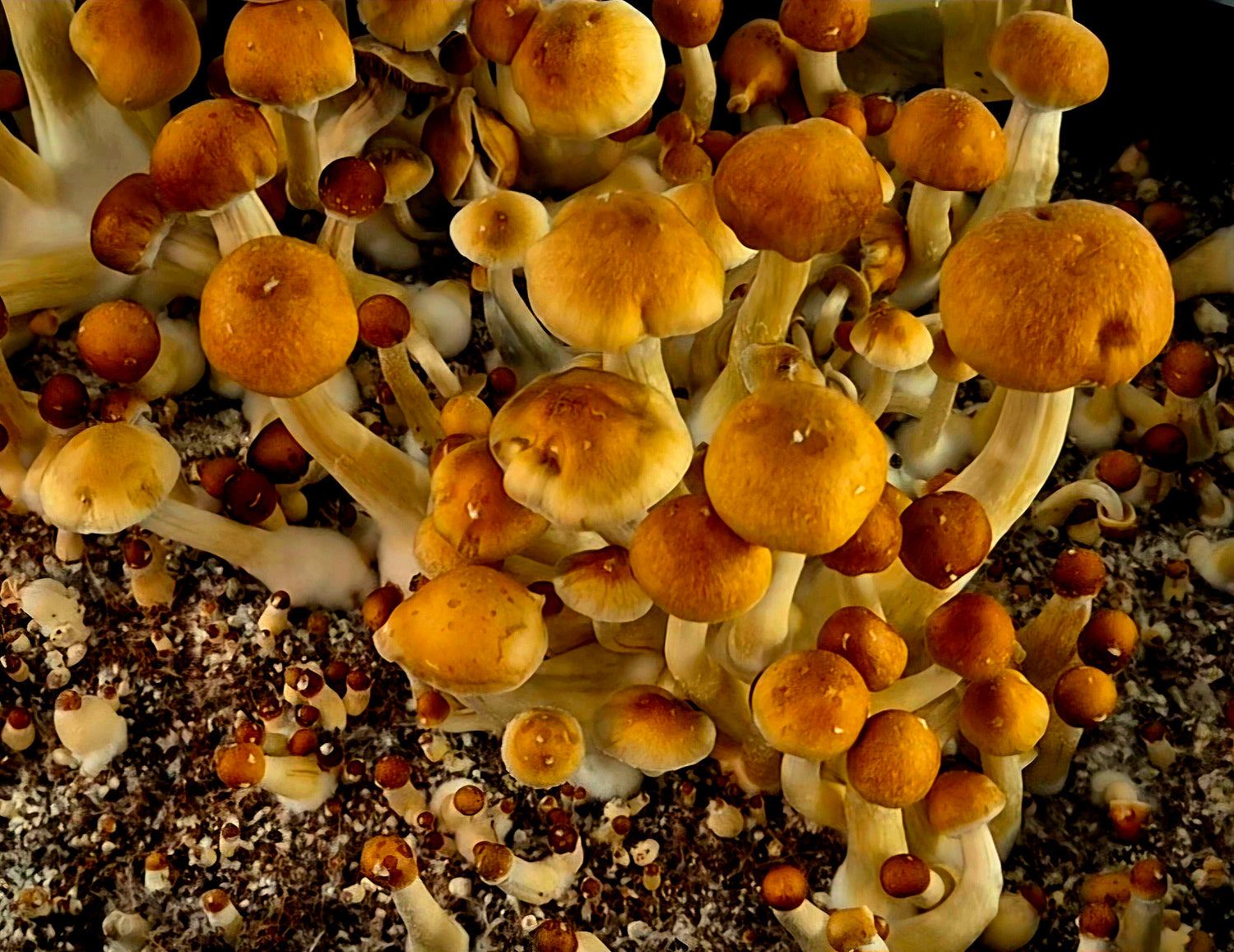 Fresh Golden Teacher mushrooms grown in a monotub with coco coir substrate