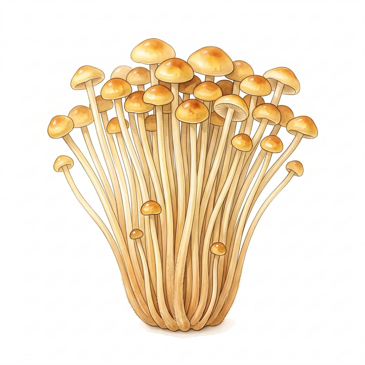Golden Enoki mushrooms in a detailed watercolor drawing with long stems on white.