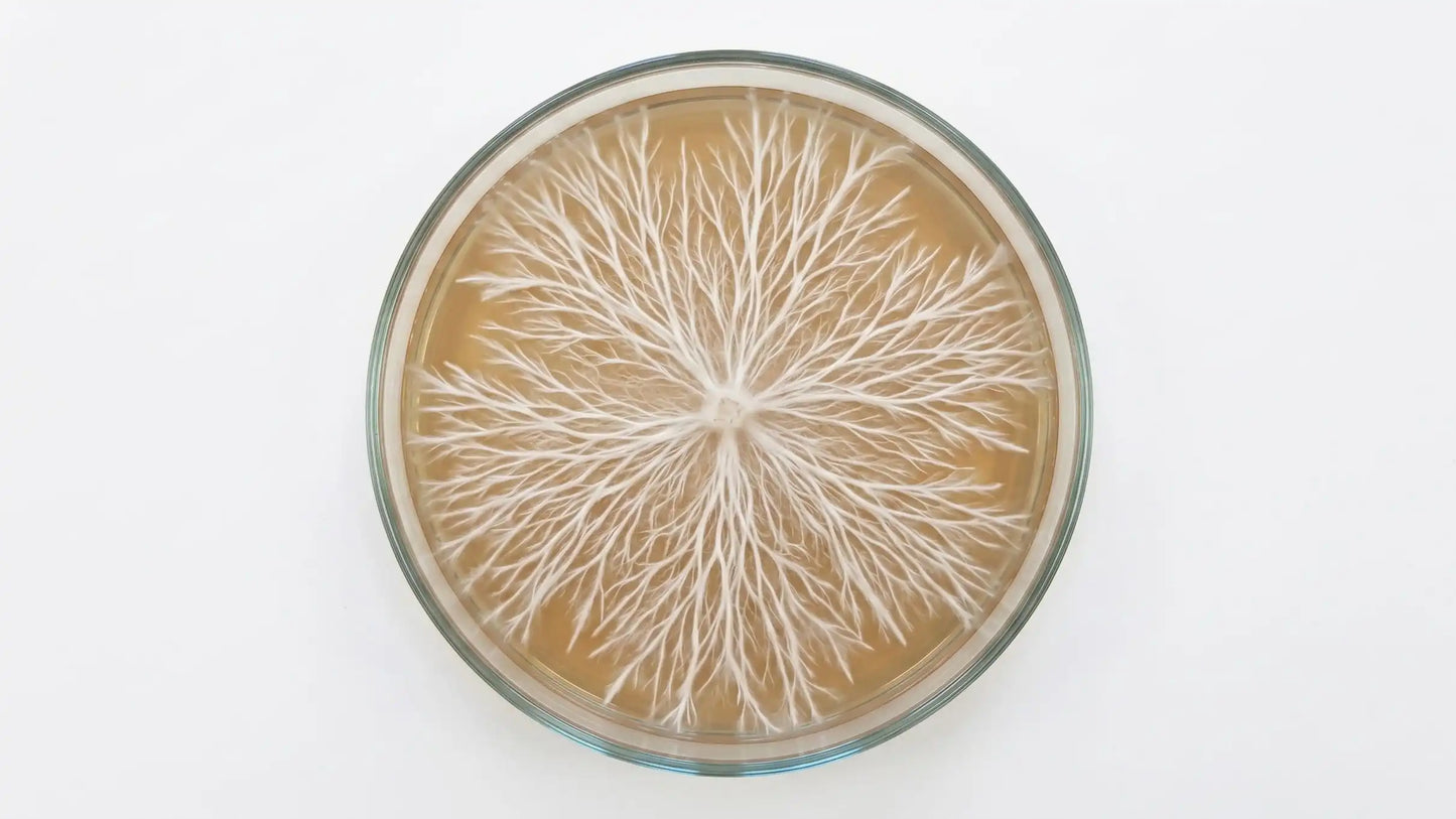 Healthy rhizomorphic mushroom mycelium growing on a malt extract agar MEA petri dish