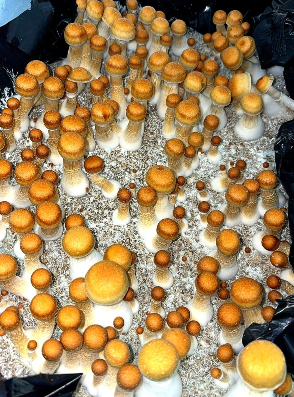 Monotub cultivation setup featuring Hillybilly strain mushrooms. The plastic container shows substrate blocks colonized with dense clusters of Hillybilly mushrooms emerging from the casing layer under filtered humidity.