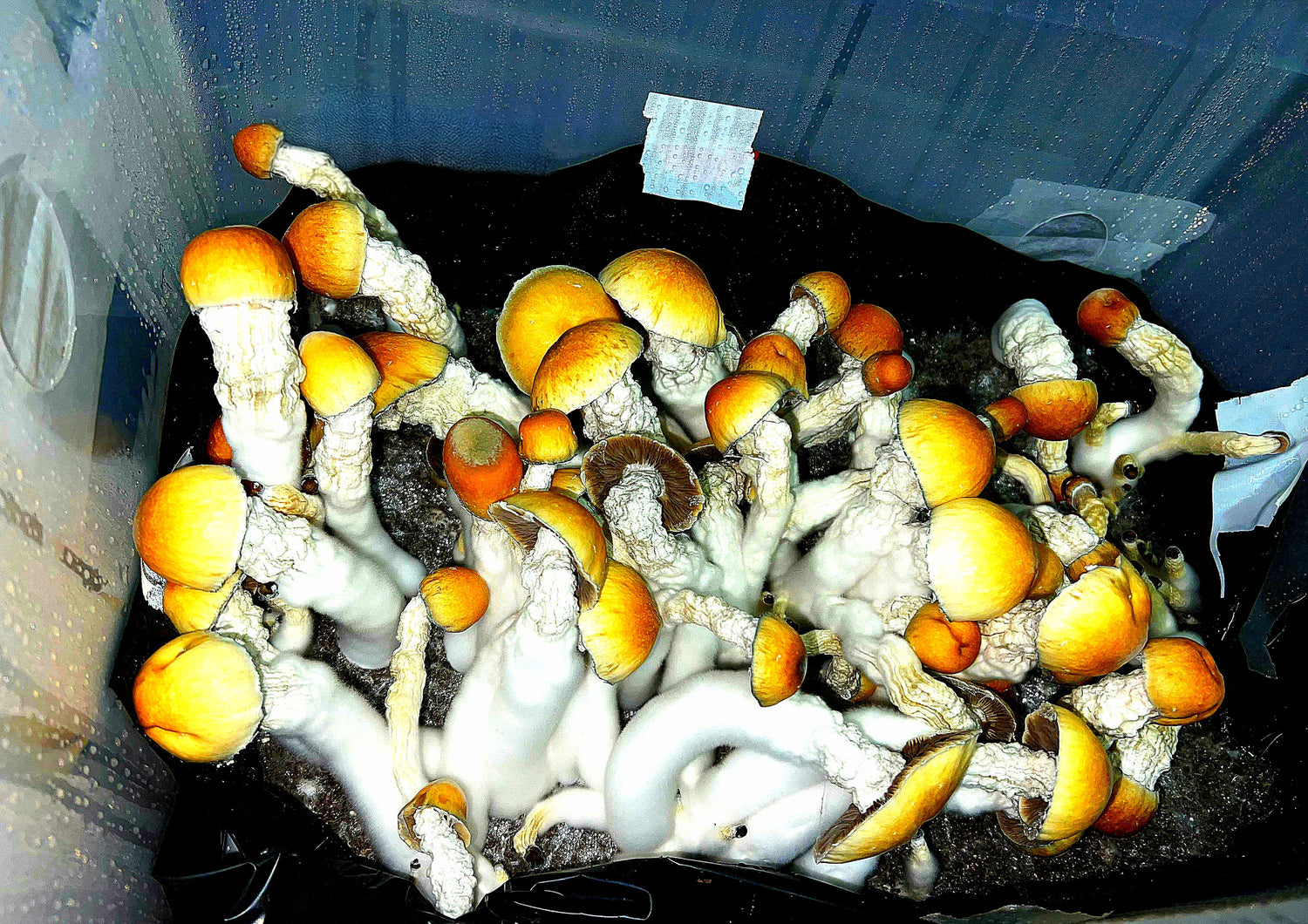 Monotub cultivation of Penis Envy mushroom strain. Inside the transparent tub, thick-stemmed Penis Envy fruit bodies stand prominently, emerging from a dense substrate in a controlled fruiting environment.