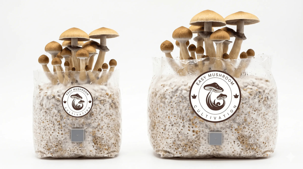 Two premium all in one mushroom grow bags, 1 litre and 3 litre sizes, with healthy fruiting mushrooms on a white background.