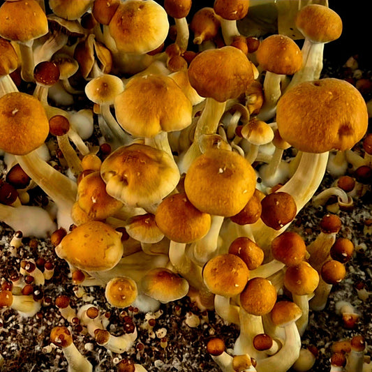 How to Grow Mushrooms in a Monotub: A Step-by-Step Guide