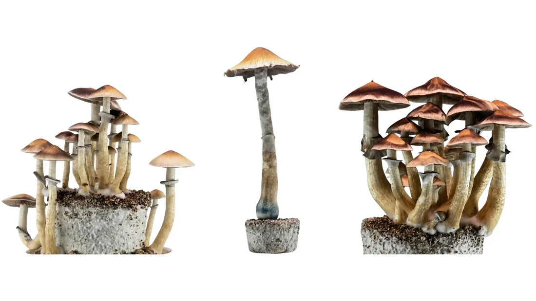 Golden Teacher vs. B+ vs. Ecuador: Ultimate Strain Comparison Guide