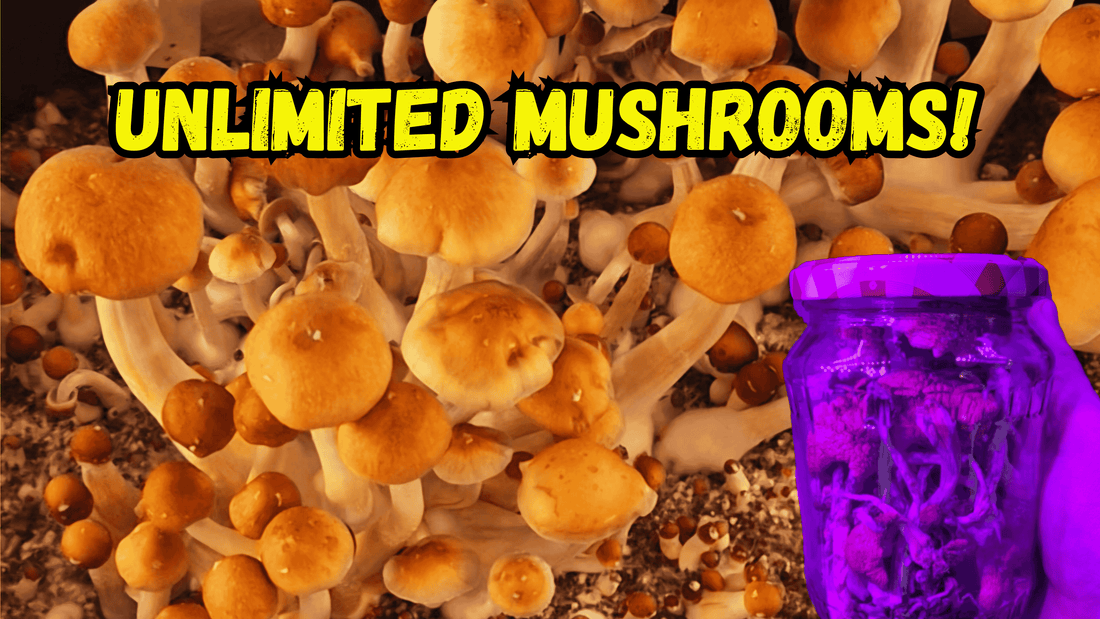 How to Grow Golden Teacher Mushrooms in a Monotub