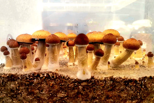 7 Ways to Prevent Contamination in Mushroom Cultivation