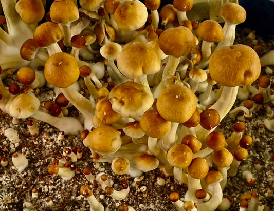 Golden Teacher Mushrooms