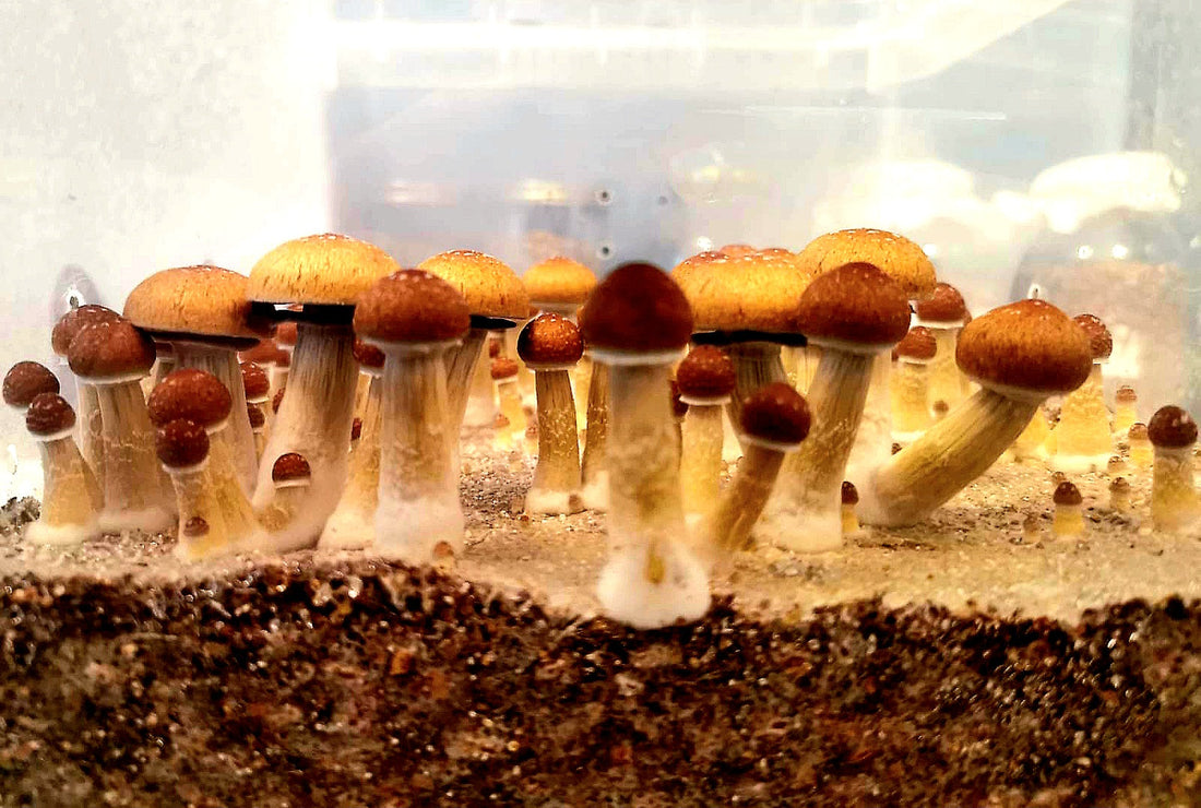 7 Ways to Prevent Contamination in Magic Mushroom Cultivation