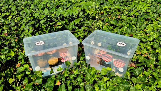 Double Mushroom Starter Kit