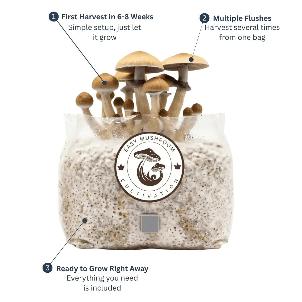 All In One Grow Mushroom Bag – Coco Coir & Organic Rye