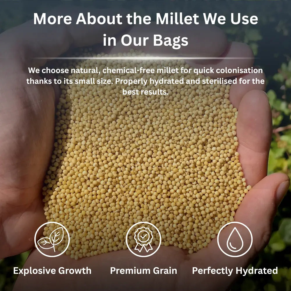 All In One Grow Mushroom Bag – Coco Coir & Organic Rye