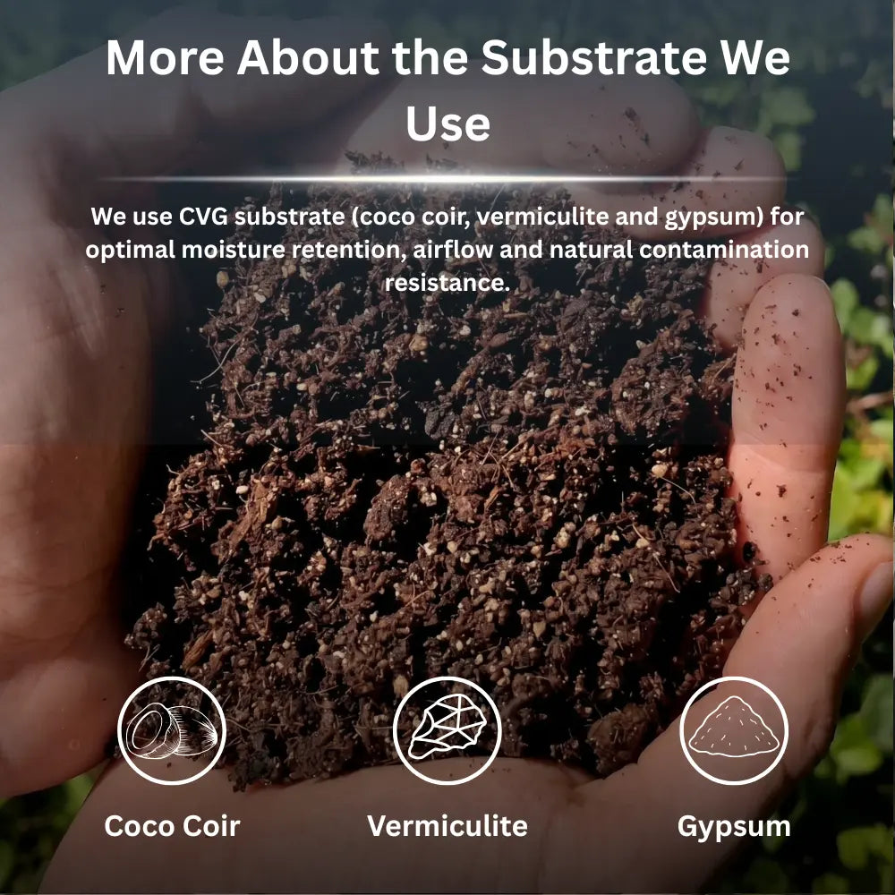 All In One Grow Mushroom Bag – Coco Coir & Organic Rye