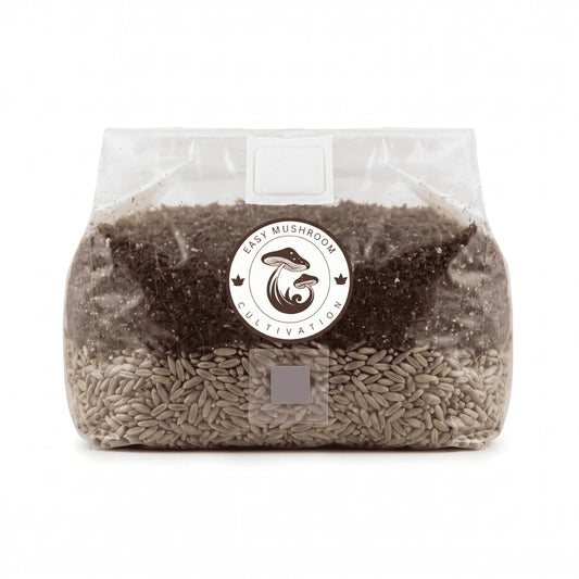 Three all-in-one mushroom grow bags (1L, 3L, 5L) with sterilized rye grain spawn, perfect for big yields in mushroom cultivation.