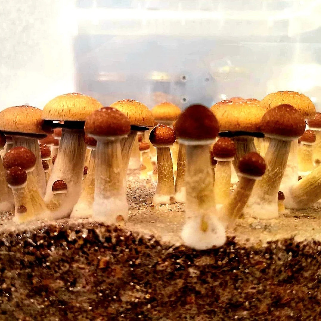 Monotub containing Aztec God strain mushrooms at fruiting stage. The tub includes coir-based substrate with numerous medium-sized mushrooms showing characteristic caps and stems, with visible holes around.