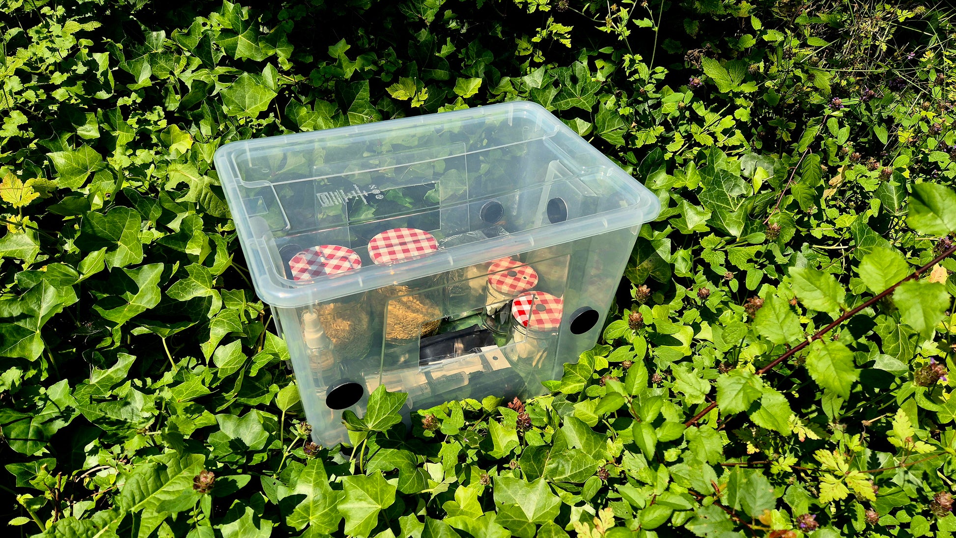 Mushroom Starter Kit – EasyMushroomCultivation