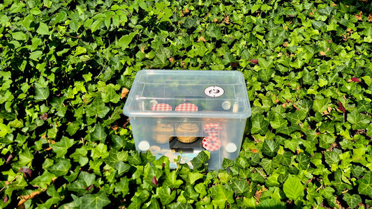 Mushroom Starter Kit