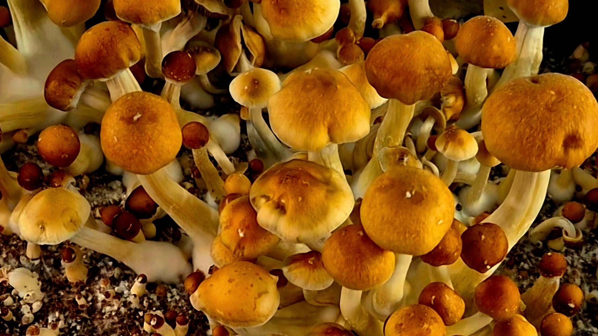 Large cluster of Golden Teacher mushrooms with golden caps and white stems.