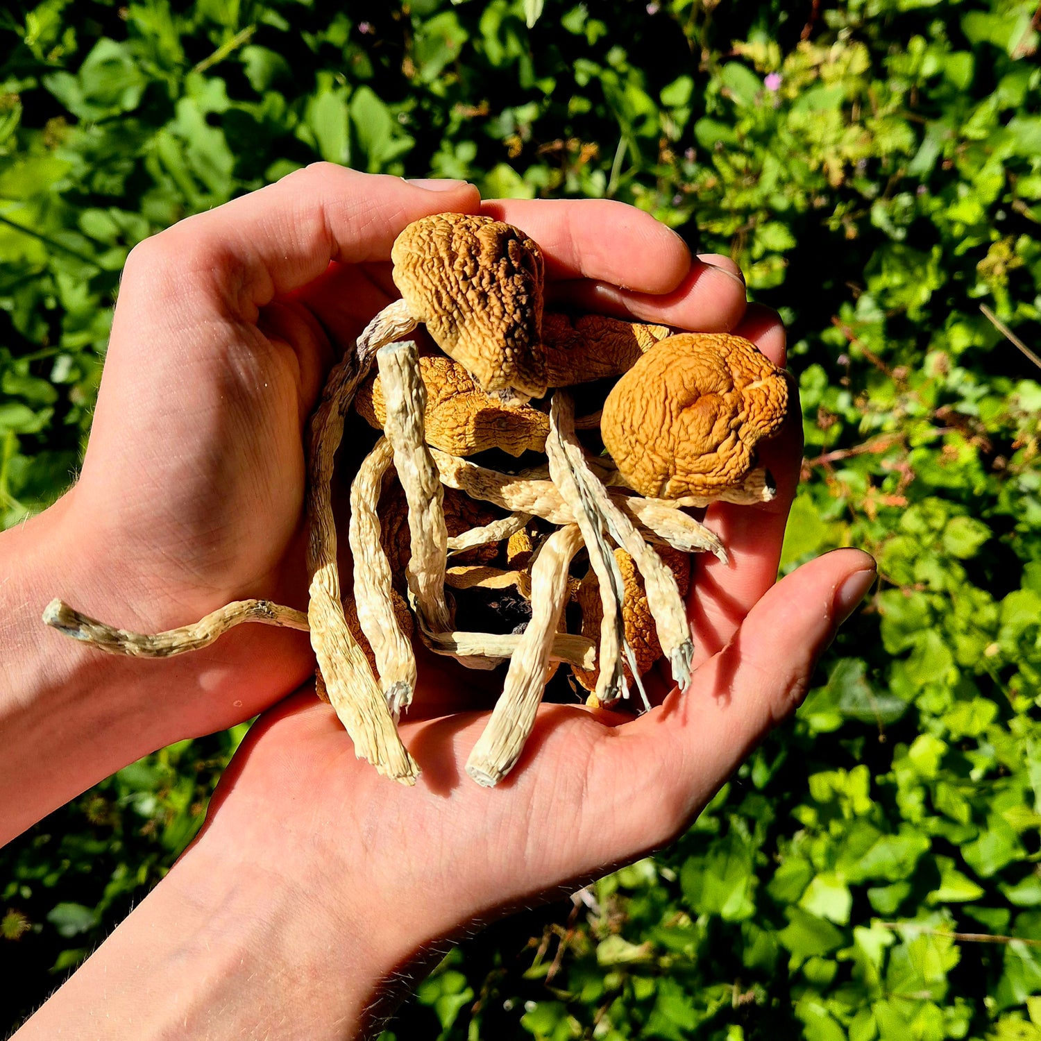 Dried Golden Teacher mushrooms held in sunlit hands against a natural green background, aesthetic and trustworthy