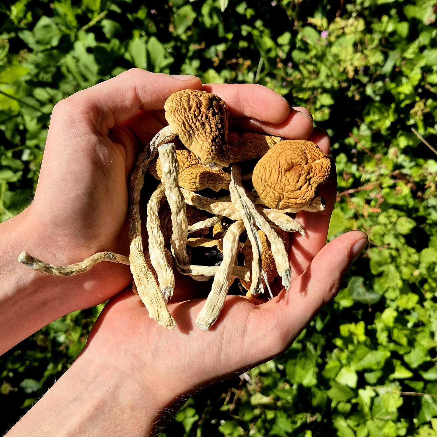 A handful of dried psilocybe cubensis mushrooms, specifically the Golden Teacher variety, showing wrinkled golden caps and long stems in bright daylight