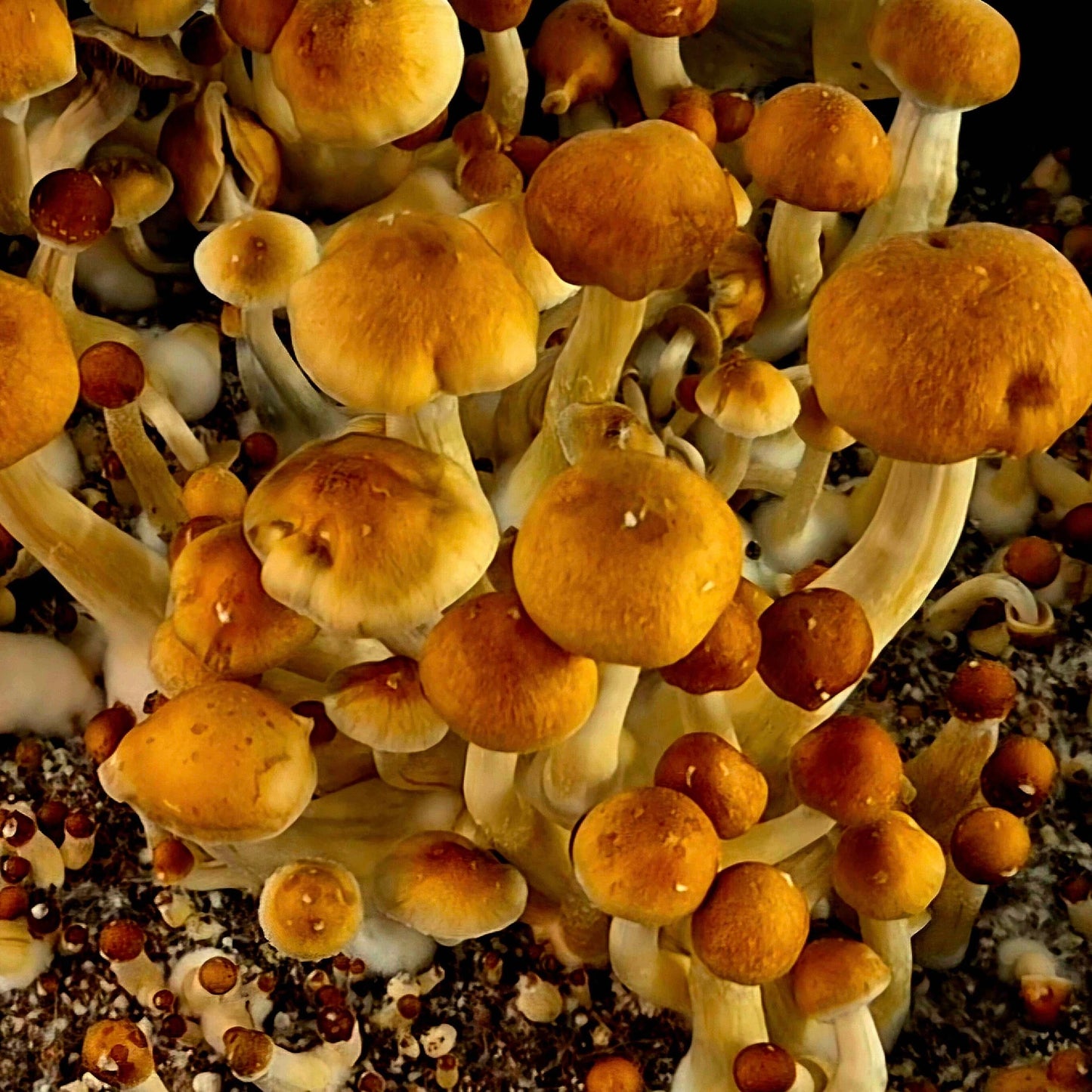 Sporesyringe P. Cubensis   - 10ml