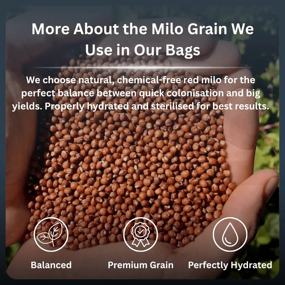 Close-up of two hands holding natural, dry red milo grain used as a premium substrate base for all-in-one mushroom grow bags.