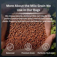 Close-up of two hands holding natural, dry red milo grain used as a premium substrate base for all-in-one mushroom grow bags.