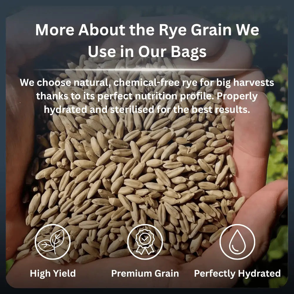 Close-up of two hands holding natural, raw rye grain used as a nutritious substrate base for all-in-one mushroom grow bags.