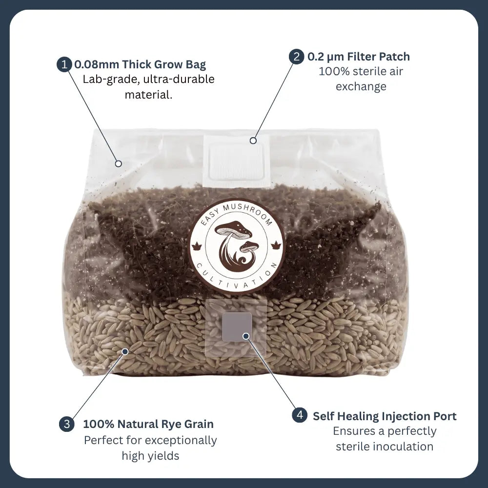 All-in-one mushroom grow bag with rye grain spawn, featuring a 0.2µm filter patch, self-healing injection port, and 0.08mm thickness.