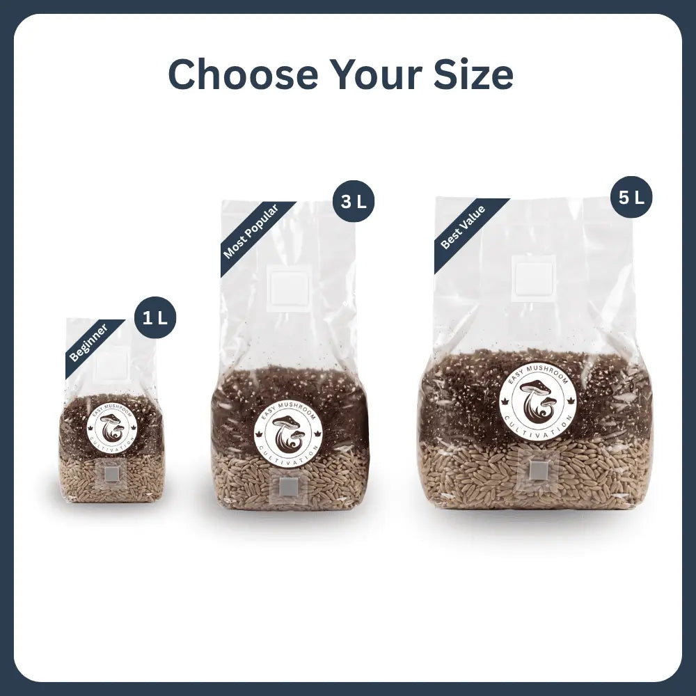 Three all-in-one mushroom grow bags (1L, 3L, 5L) with sterilized rye grain spawn, perfect for big yields in mushroom cultivation.