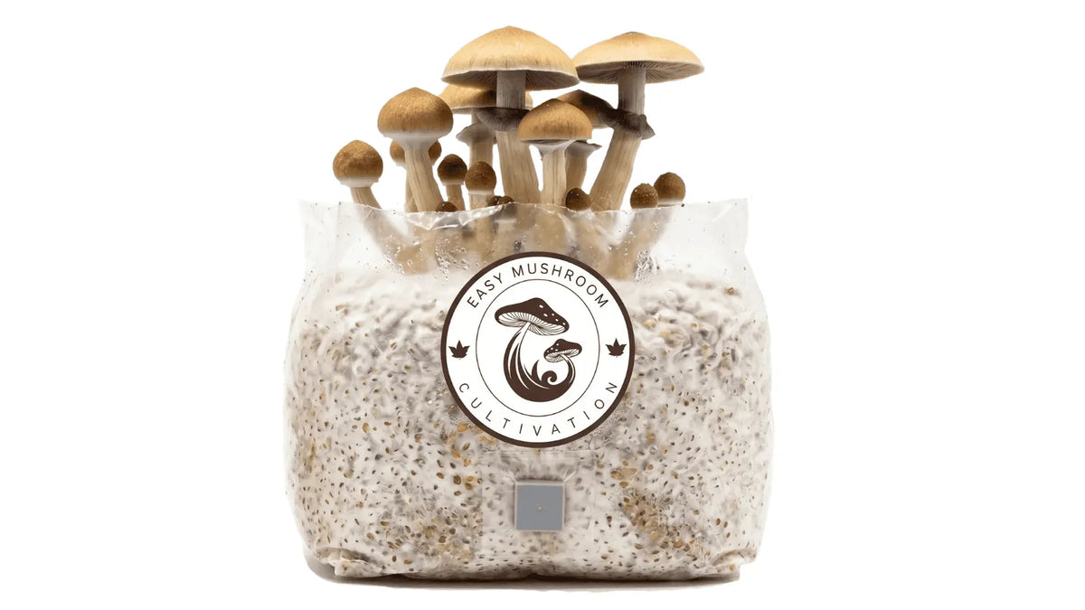 All-in-one mushroom grow bag showing multiple mushrooms fruiting for easy cultivation at home.