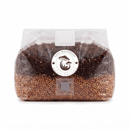 Wide view of an all-in-one mushroom grow bag combining milo grain and CVG bulk substrate.