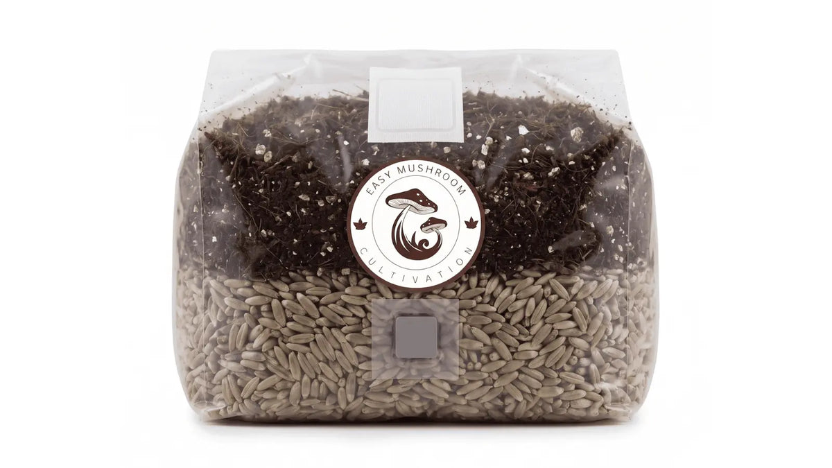 Wide view of an all-in-one mushroom grow bag containing sterilized rye grain and CVG substrate.