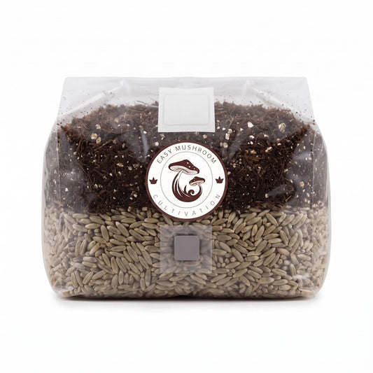 Wide view of an all-in-one mushroom grow bag containing sterilized rye grain and CVG substrate.