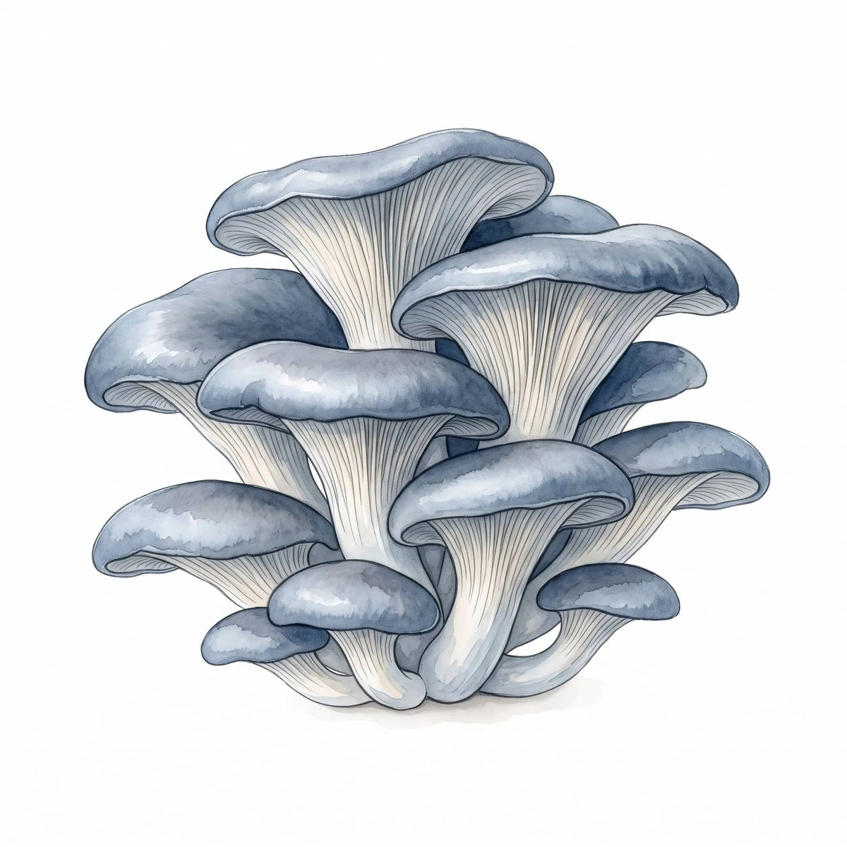 Blue Oyster mushrooms in a hand-drawn watercolor illustration of a blue-grey cluster.