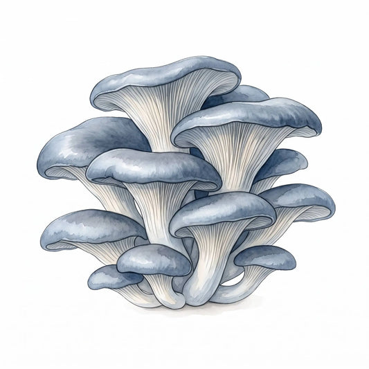 Blue Oyster mushrooms in a hand-drawn watercolor illustration of a blue-grey cluster.