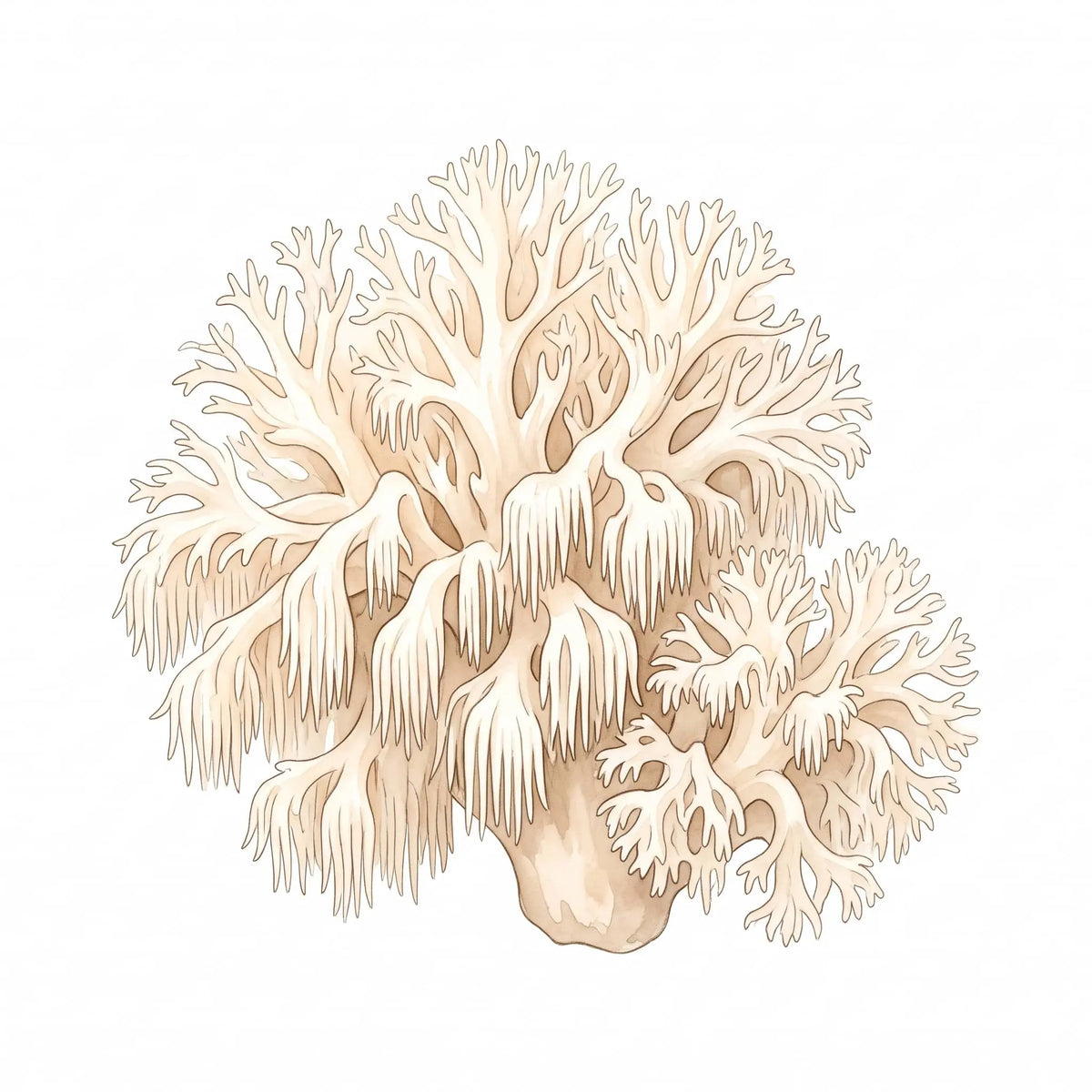 Coral Tooth Fungus in watercolor artwork showing its branching structure on white.