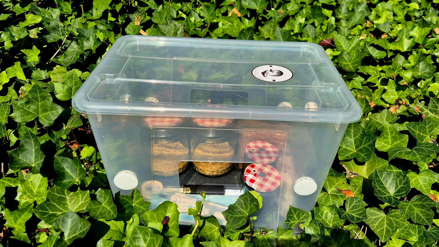 An Easy Mushroom Cultivation starter kit packed inside a clear plastic still air box. The tub contains sterilized grain jars, a syringe, and tools, sitting outdoors surrounded by green ivy.