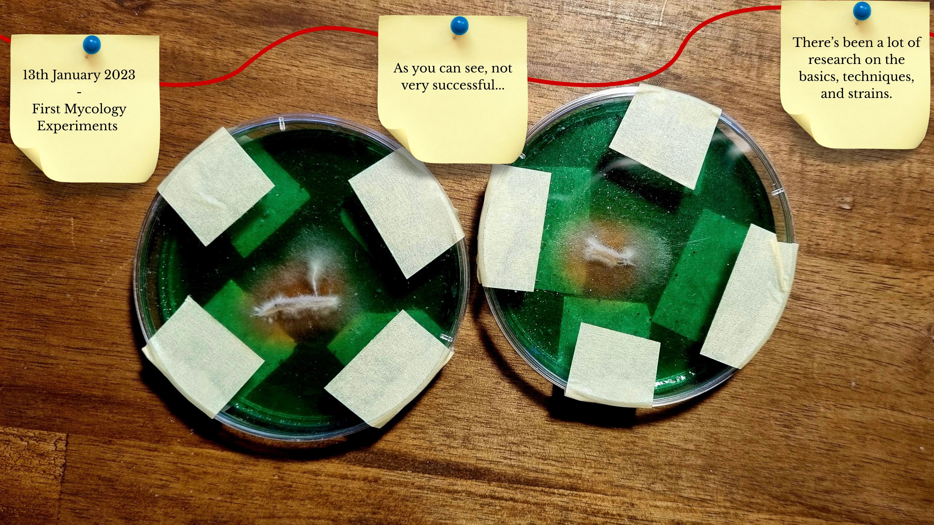 Two petri dishes filled with green agar and sealed with white tape on a wooden surface. A yellow sticky note dated January 13, 2023, describes these as early, unsuccessful mycology experiments.