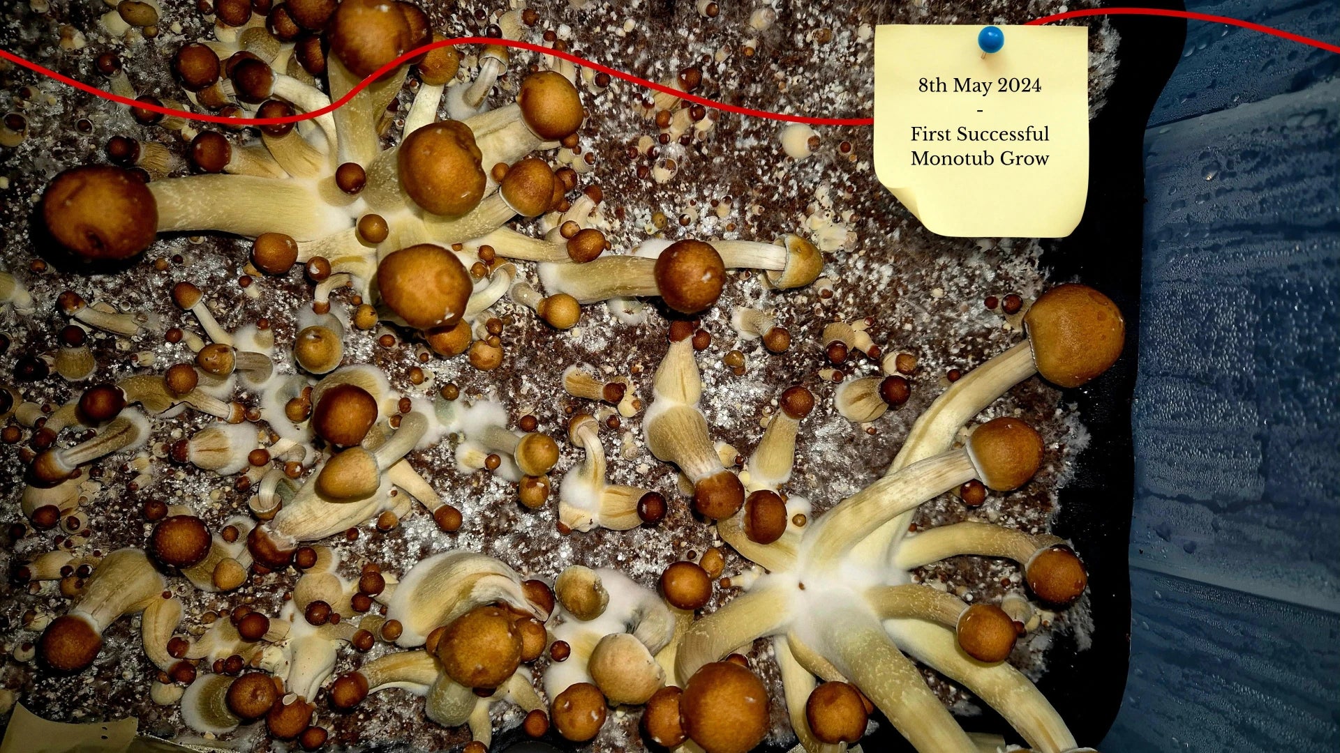 A top-down view of a flourishing mushroom crop growing on dark substrate inside a monotub. A sticky note dated May 8, 2024, marks this as the brand's first successful monotub cultivation.