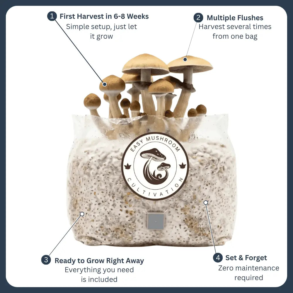 Abundant mushrooms fruiting directly from an all-in-one grow bag. Enjoy your first harvest in 6 to 8 weeks with zero hassle.