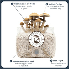 Abundant mushrooms fruiting directly from an all-in-one grow bag. Enjoy your first harvest in 6 to 8 weeks with zero hassle.