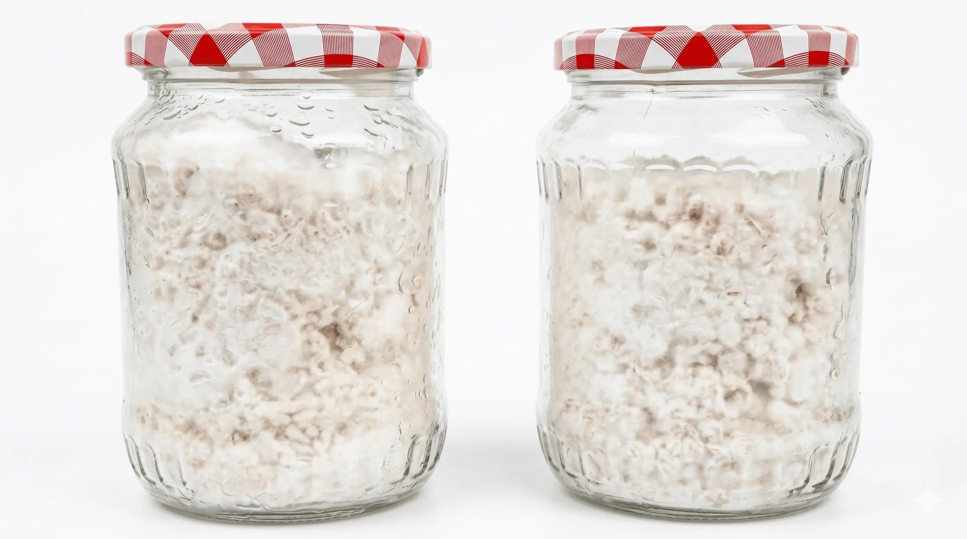 Two glass mushroom growing jars fully colonized with white mycelium grain spawn, featuring red and white checkered lids.