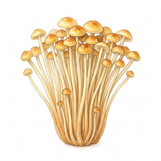 Golden Enoki mushrooms in a detailed watercolor drawing with long stems on white.
