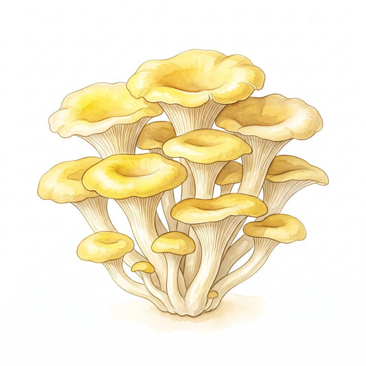Golden Oyster mushrooms in a bright watercolor illustration of a yellow cluster on white.