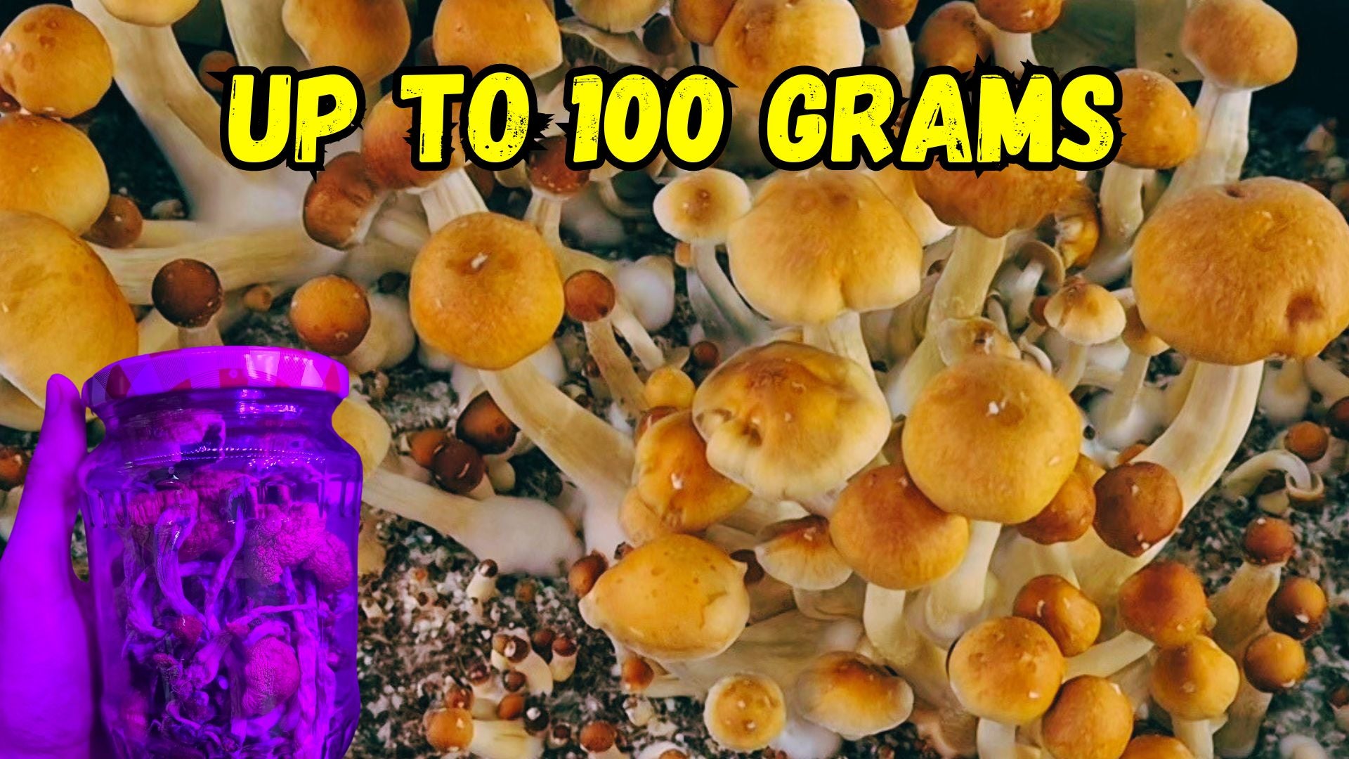 Load video: A comprehensive mushroom growing guide under $100: an expert walks through low‑cost cultivation using household items. The video covers choosing mushroom species, preparing substrate (like rice‑based grain spawn), sterilization using a pressure cooker, inoculating jars inside a still‑air box, waiting for mycelium colonization, setting up monotubs for fruiting with coco coir, and harvesting mushrooms. Includes timeline estimates for germination, growth stages, contamination checks, and tips for maximizing yield on a budget.