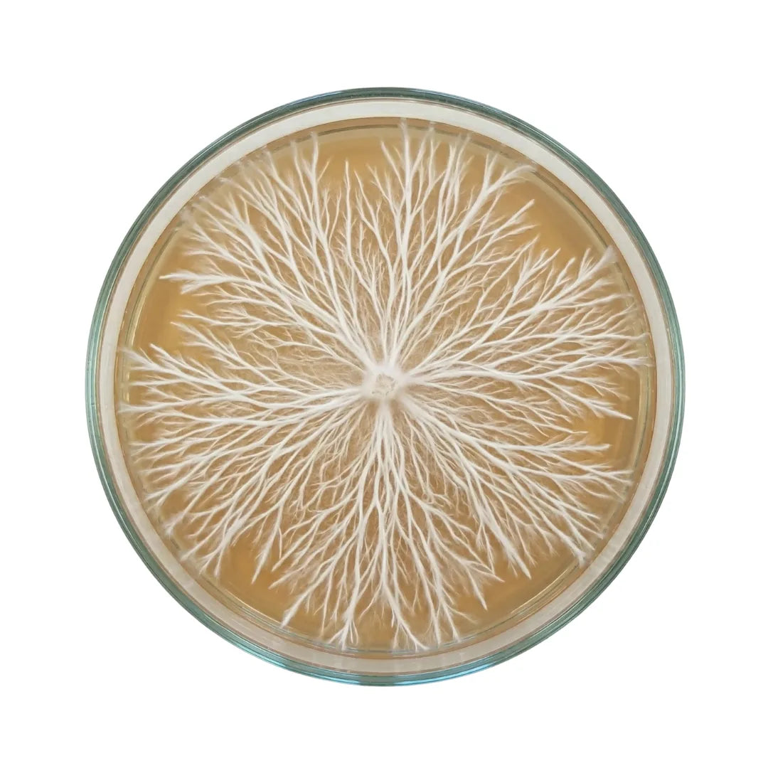 Healthy, bright white rhizomorphic mushroom mycelium growing in a radial pattern on a light brown agar petri dish.
