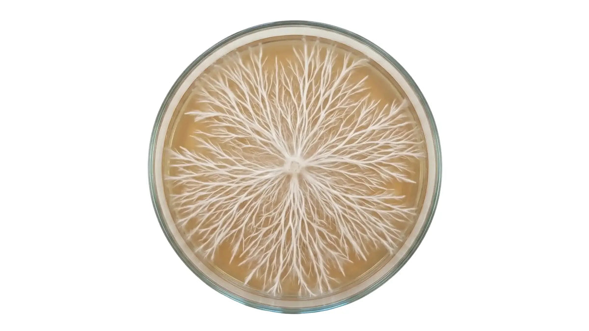 Healthy rhizomorphic mushroom mycelium growing on a malt extract agar MEA petri dish