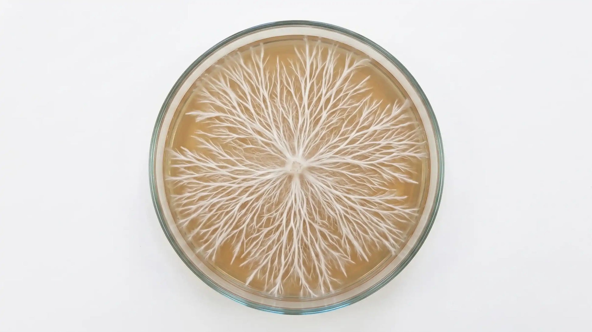Healthy rhizomorphic mushroom mycelium growing on a malt extract agar MEA petri dish